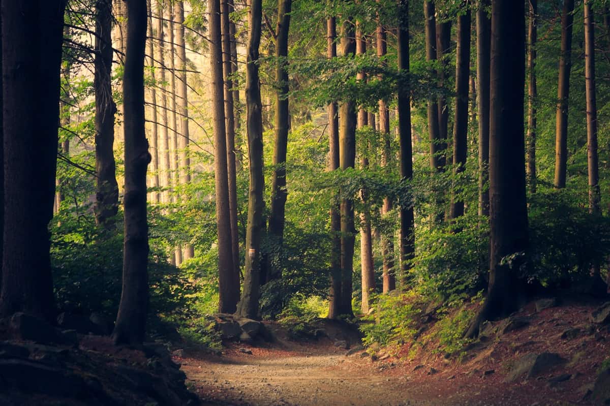 Forêt verte montagne nature préservée
